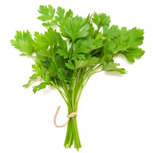 Coriander (Cilantro) Plants ready to plant out!! Coriandum sativum.