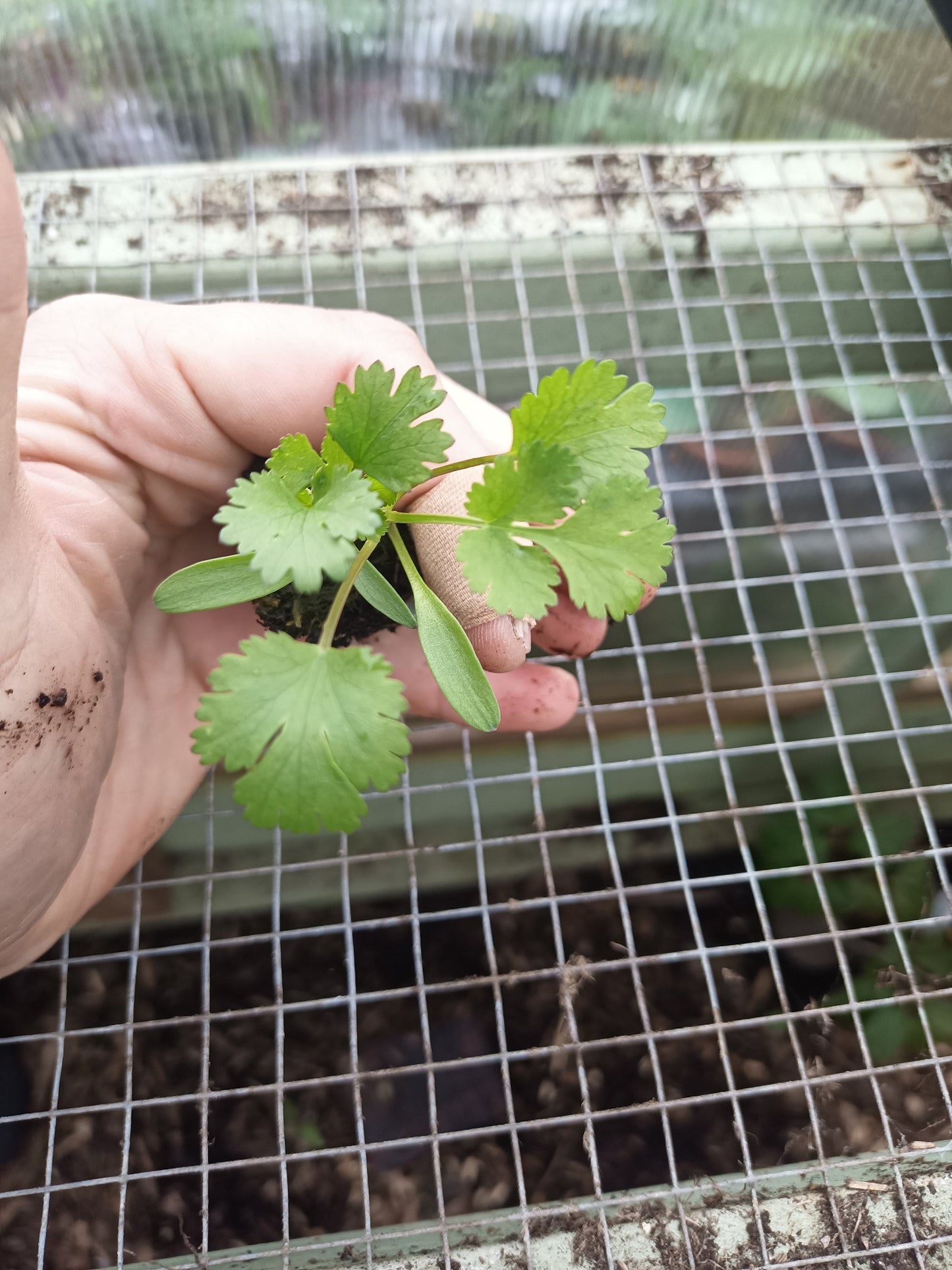 Coriander (Cilantro) Plants ready to plant out!! Coriandum sativum.