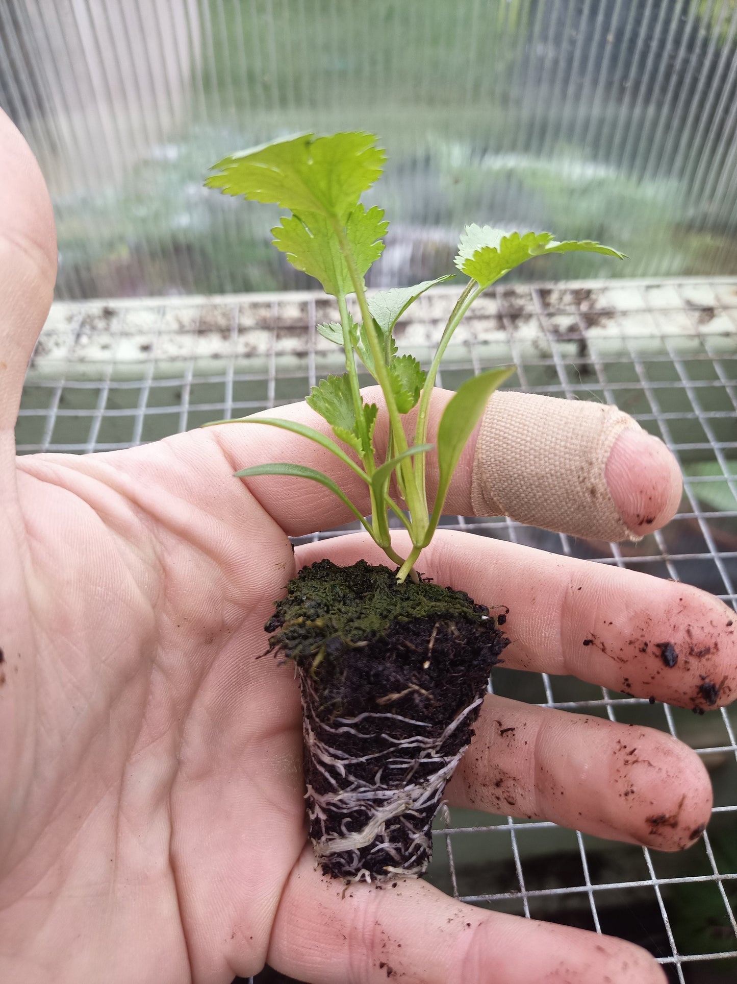 Coriander (Cilantro) Plants ready to plant out!! Coriandum sativum.