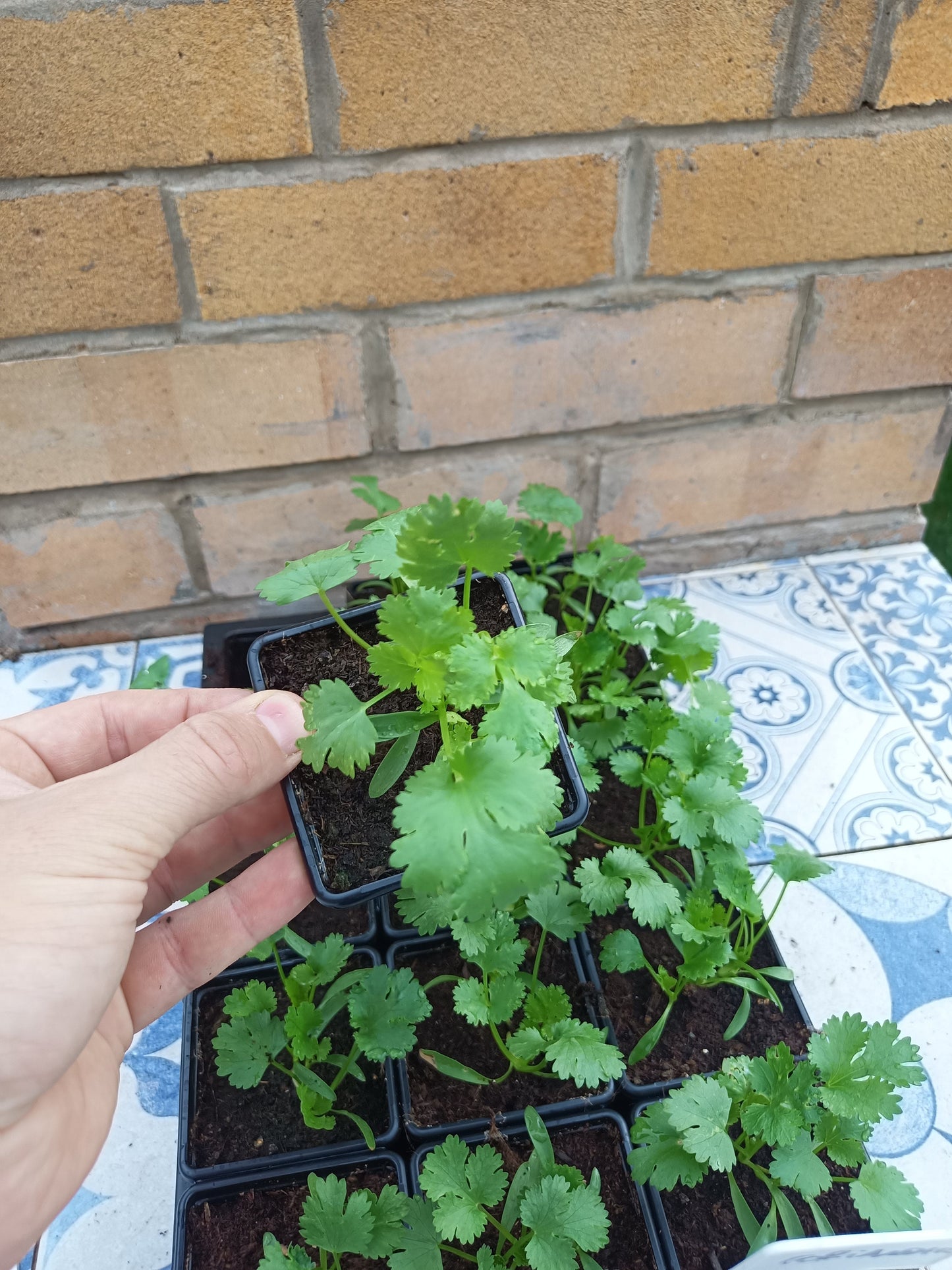 Coriander (Cilantro) Plants ready to plant out!! Coriandum sativum.