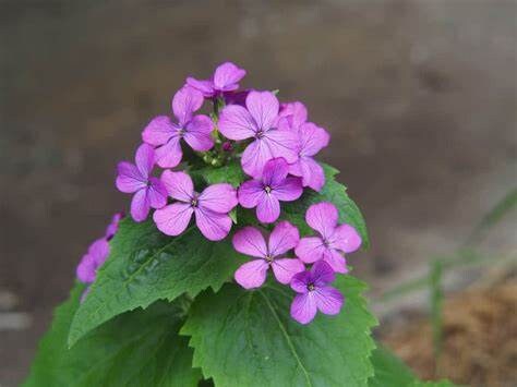 Lunaria Honesty "Money Plant, Silver Dollar, Annual Honesty"