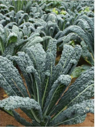 Kale Organic Live Plants (Heirloom Nero Di Toscana) ready to plant out! choose quantities and dimensions from drop down list