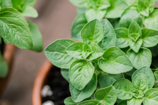 2 x Oregano officinalis Herb Plants in 9cm pots ready to plant out!