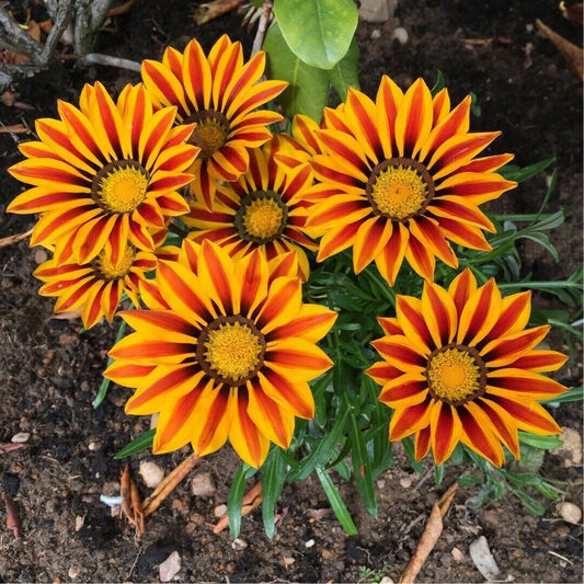 3 Gazania Sunshine Hybrid Mix Plants in 7cm pots, ready to plant out! Choose quantity from drop down list. (Gazania Rigens)