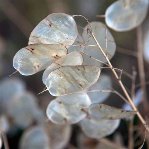 Lunaria Honesty "Money Plant, Silver Dollar, Annual Honesty"