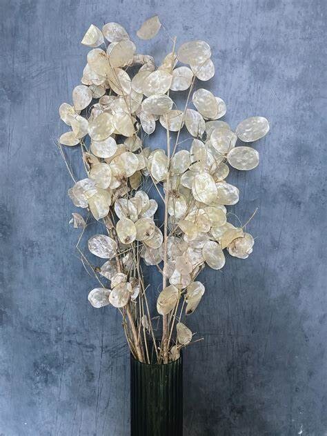 Lunaria Honesty "Money Plant, Silver Dollar, Annual Honesty"