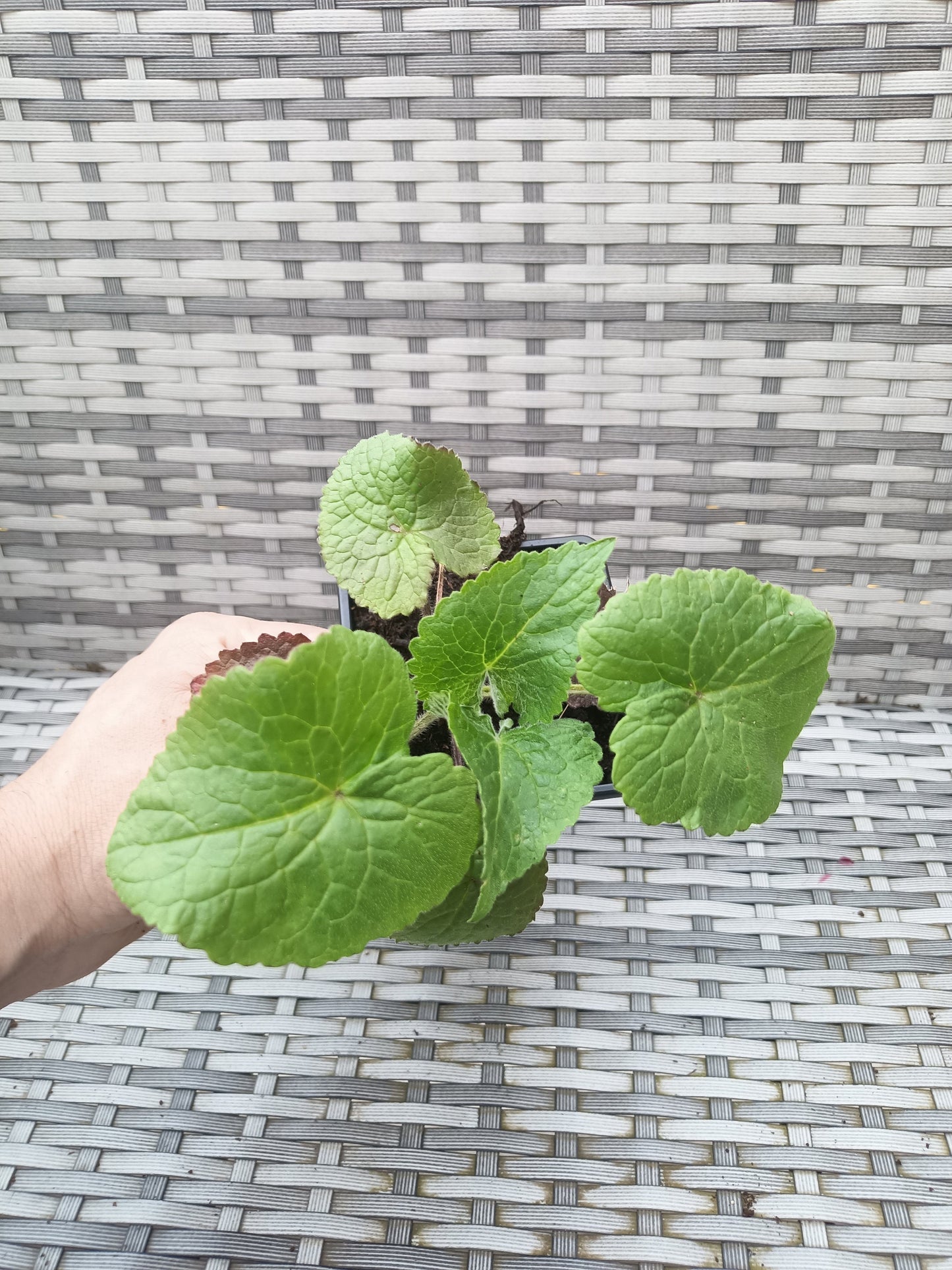 Lunaria Honesty "Money Plant, Silver Dollar, Annual Honesty"