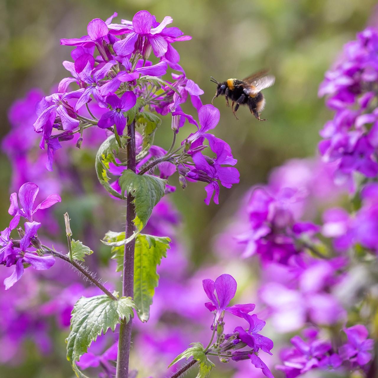 Lunaria Honesty "Money Plant, Silver Dollar, Annual Honesty"